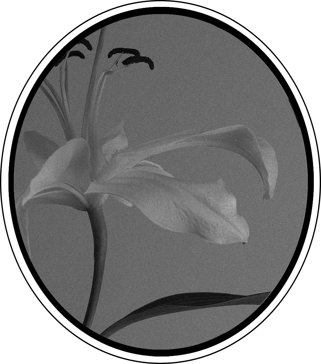 Black and white photograph of a lily