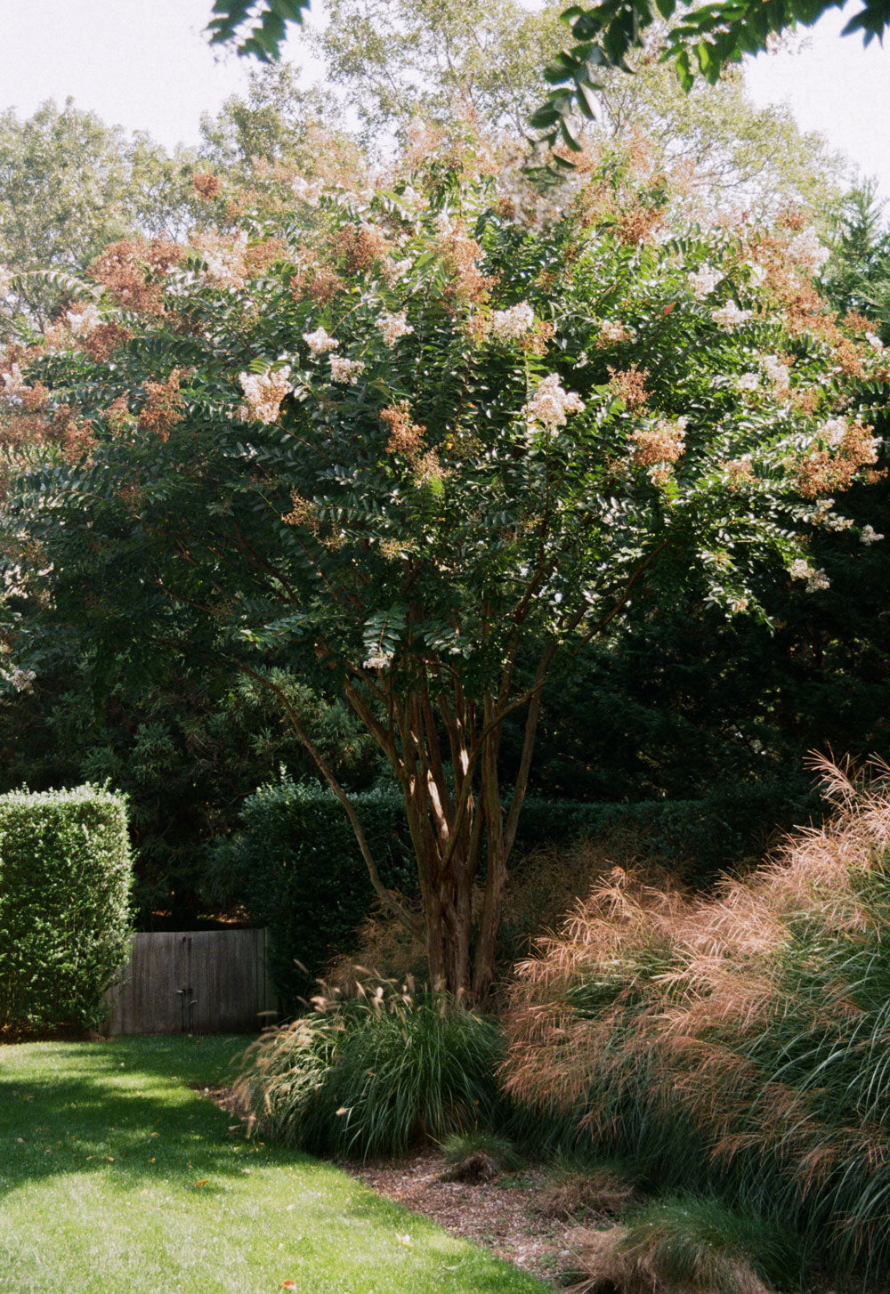 Hamptons garden setting featuring a blossoming tree